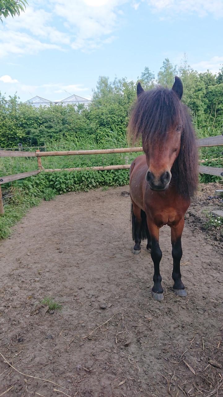 Raszuivere Falabella hengst/ruin