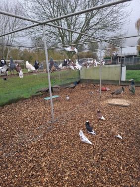 Sierduiven, ruime keuze