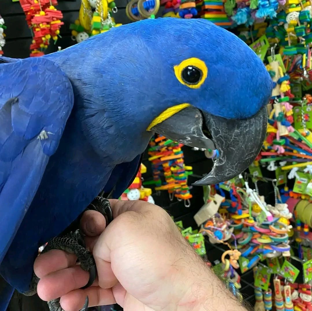 Getemde blauwe papegaai ter adoptie en herplaatsing