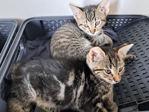 Kittens die nog een goed huisje zoeken!