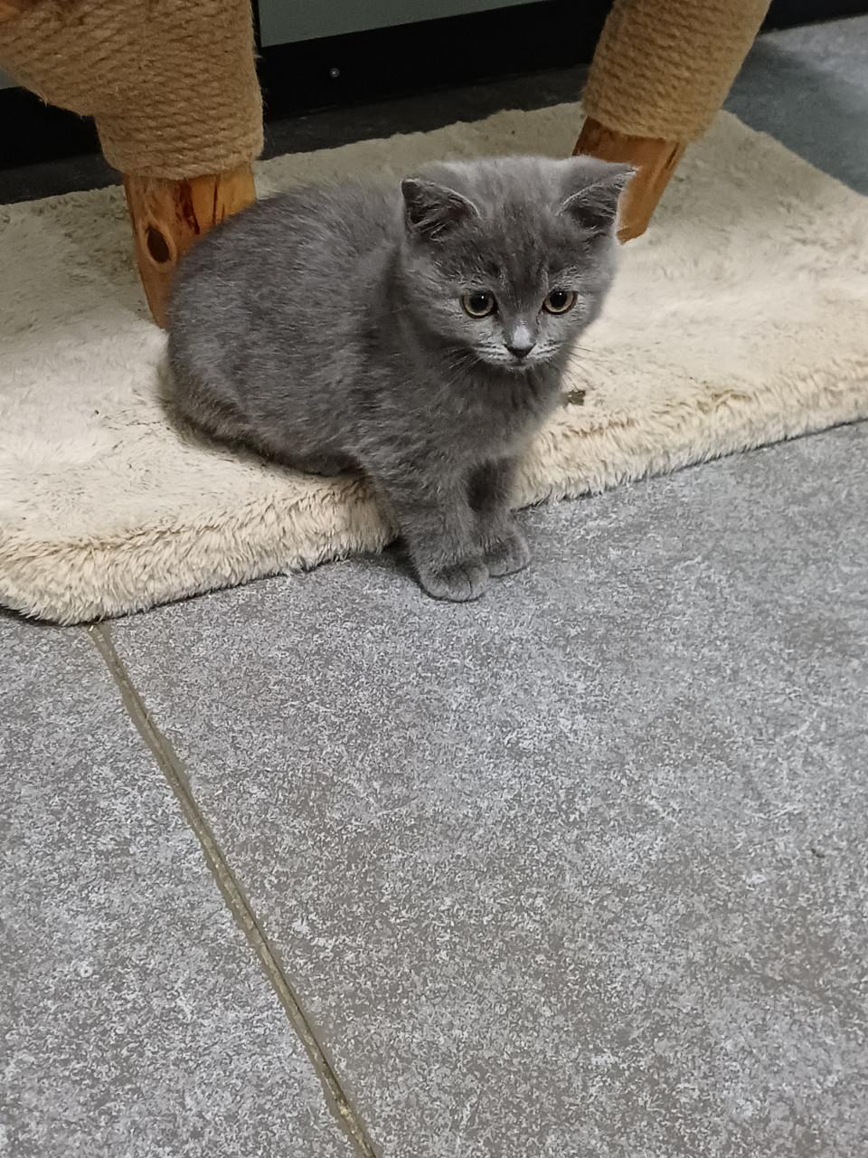 Prachtige BritskorthaarxRagdoll kittens beschikbaar