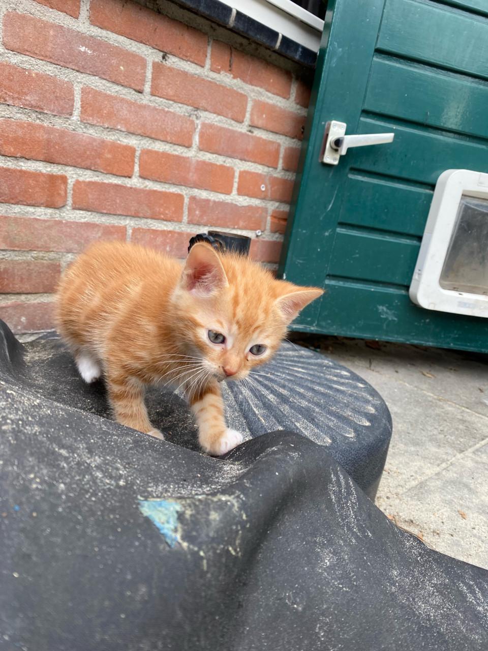 Kittens zoeken gouden mandje
