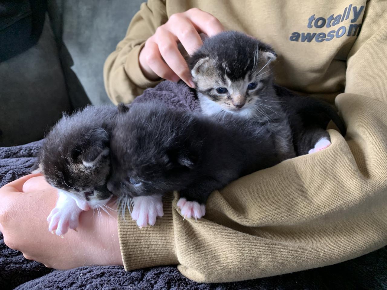 Kittens te koop ( gereserveerd)