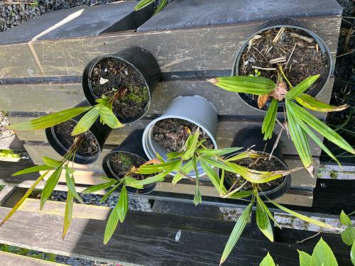 Palm Trachycarpus fortunei