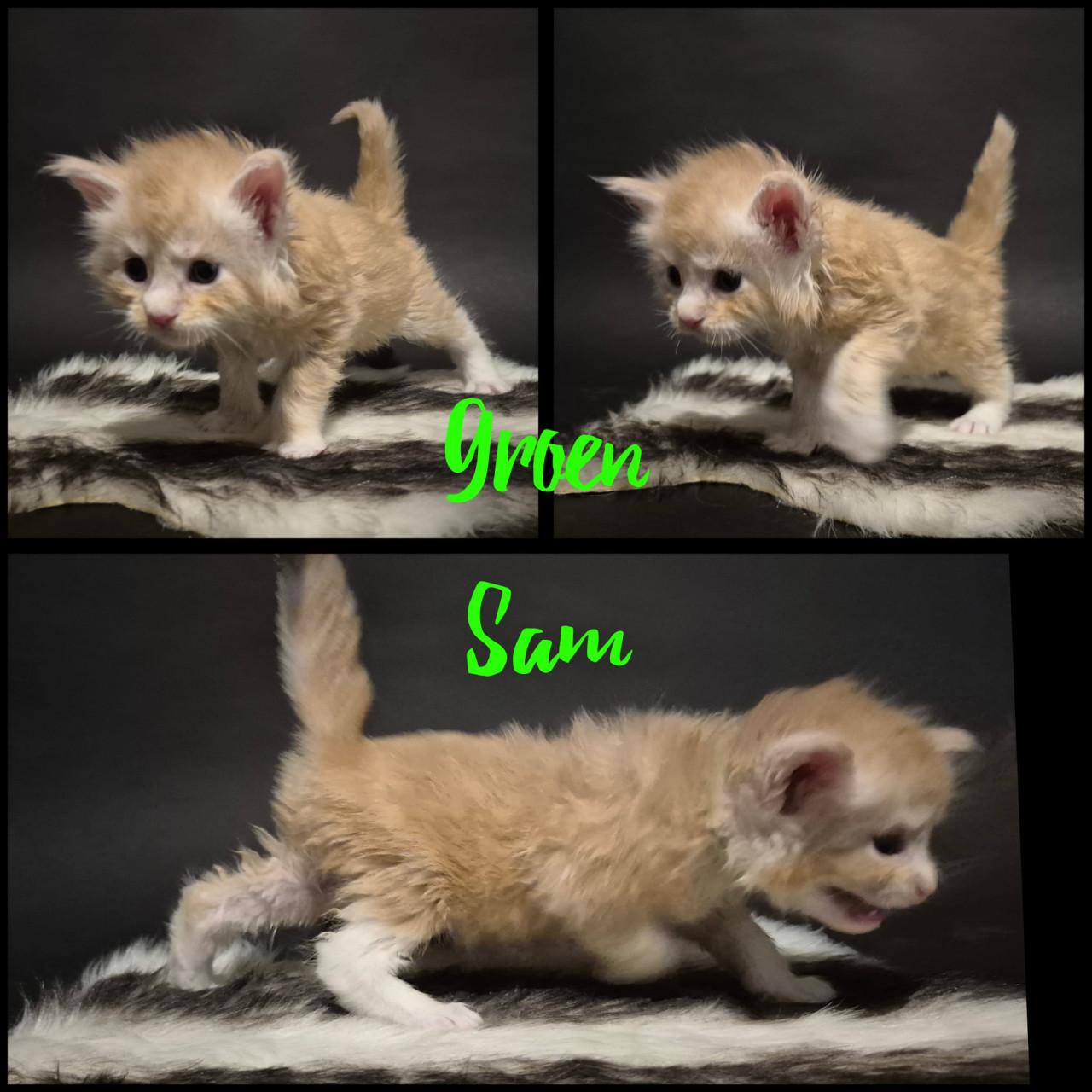 Prachtige maine coin kittens