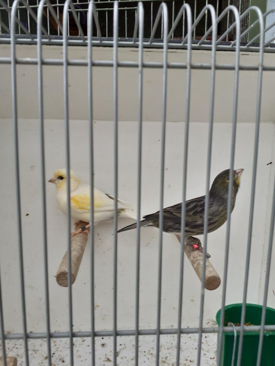 Koppel kanaries ( broedrijp. )