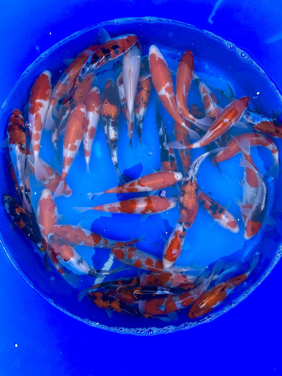 HQ Tosai van Hiroi 18-22cm. Japanse koi WEEKACTIE  €35,-