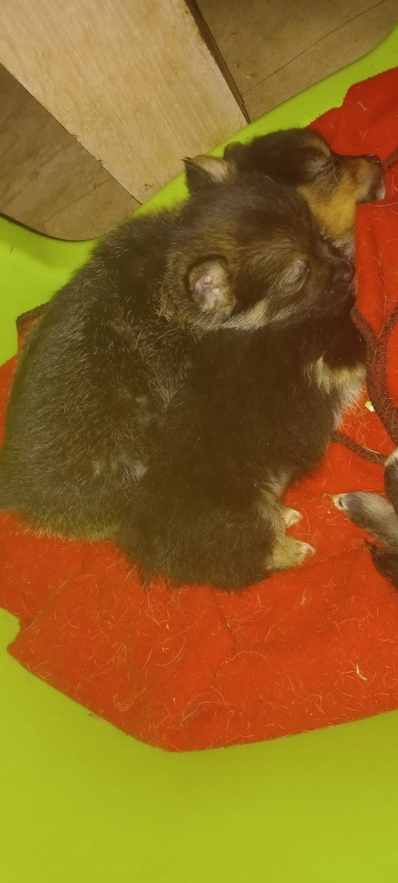 6 pups 5 man 1 vrouw