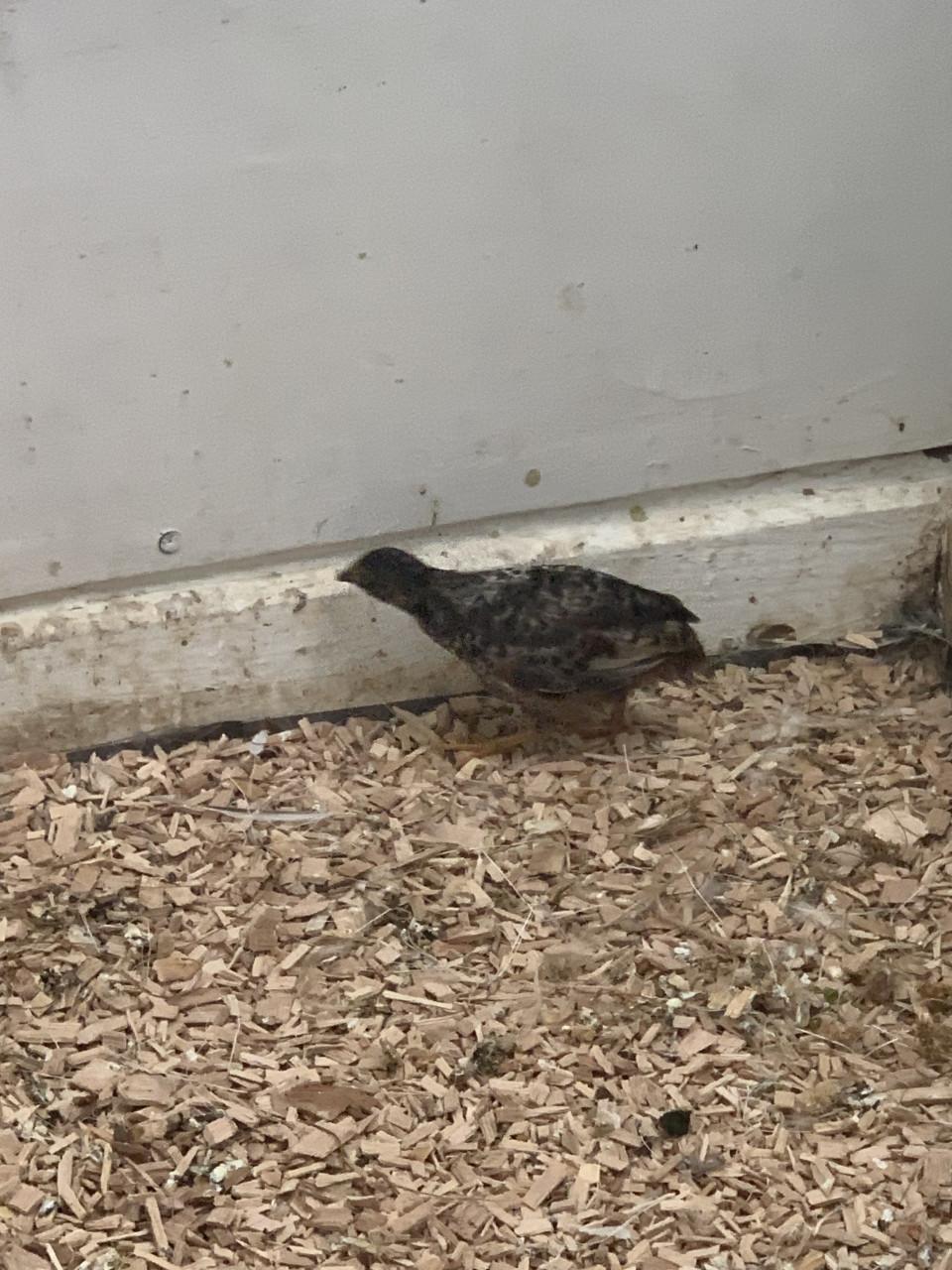 Jonge Dwerg kwartels