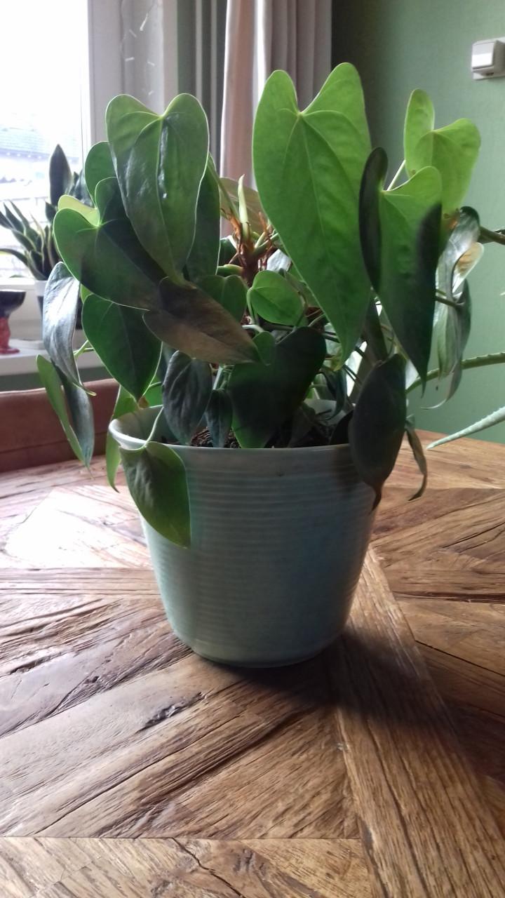 Mooie Aloë Vera plant met jaren 60 lava pot