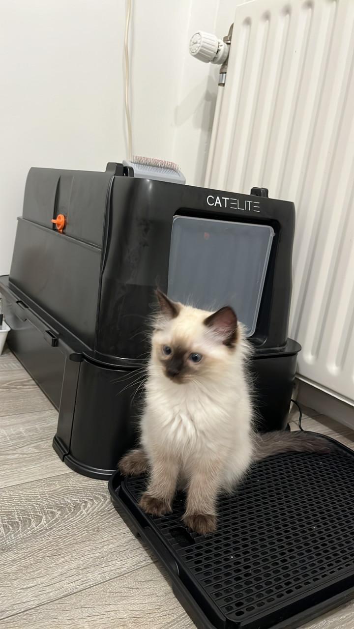 Ragdoll kittens