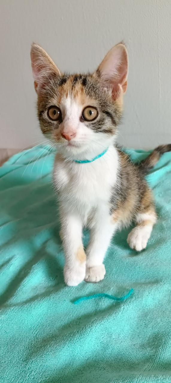 Mooie kittens