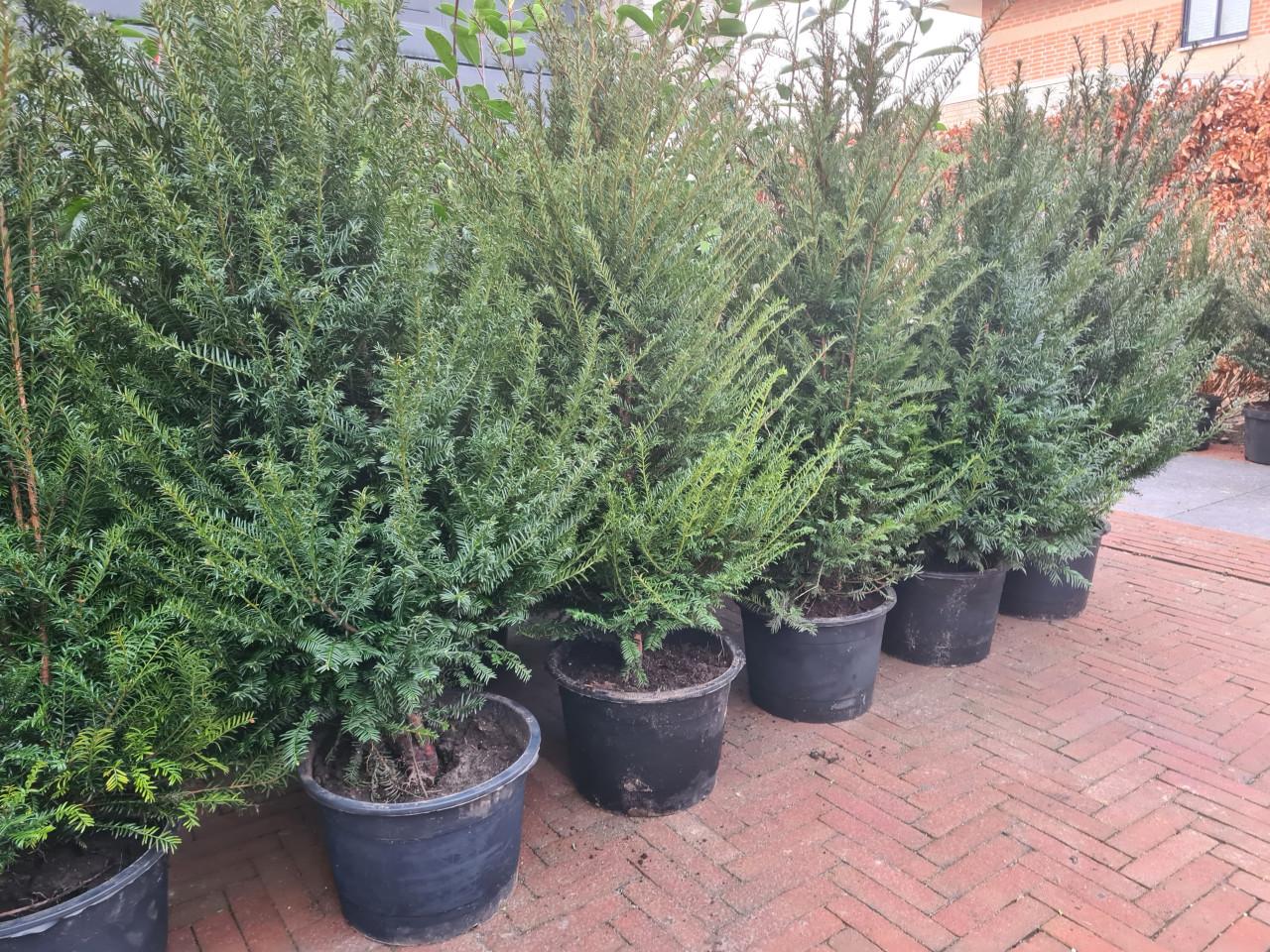 Taxus Baccata haagplanten in alle maten leverbaar