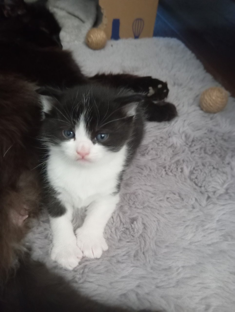 Kittens