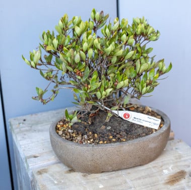 Bonsai boompje Azalea Hinomaru