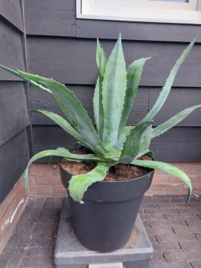 Aloë vera plant 85cm hoog