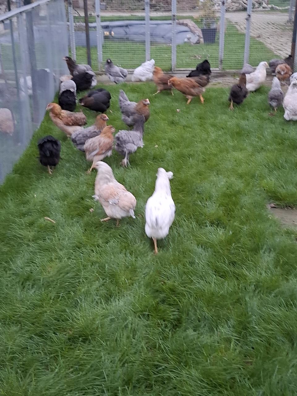 Araucana's in allerlei kleuren