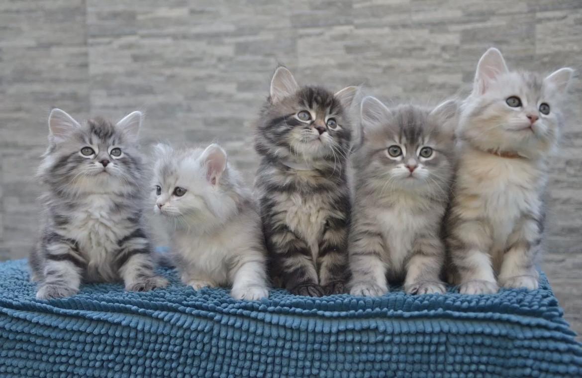 Nestje schattige kittens (nog 4)