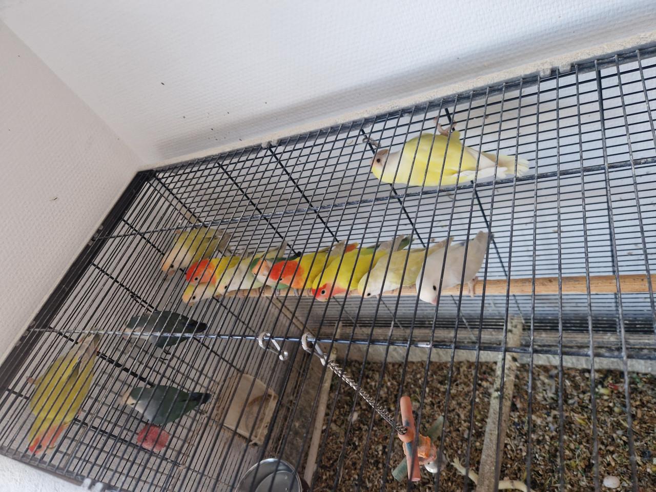 Te koop: Agapornis Roseicollis en Personatas in diverse kleuren.