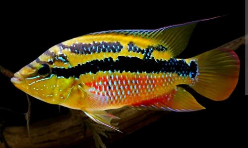 Mooi jong koppeltje Salvini cichliden