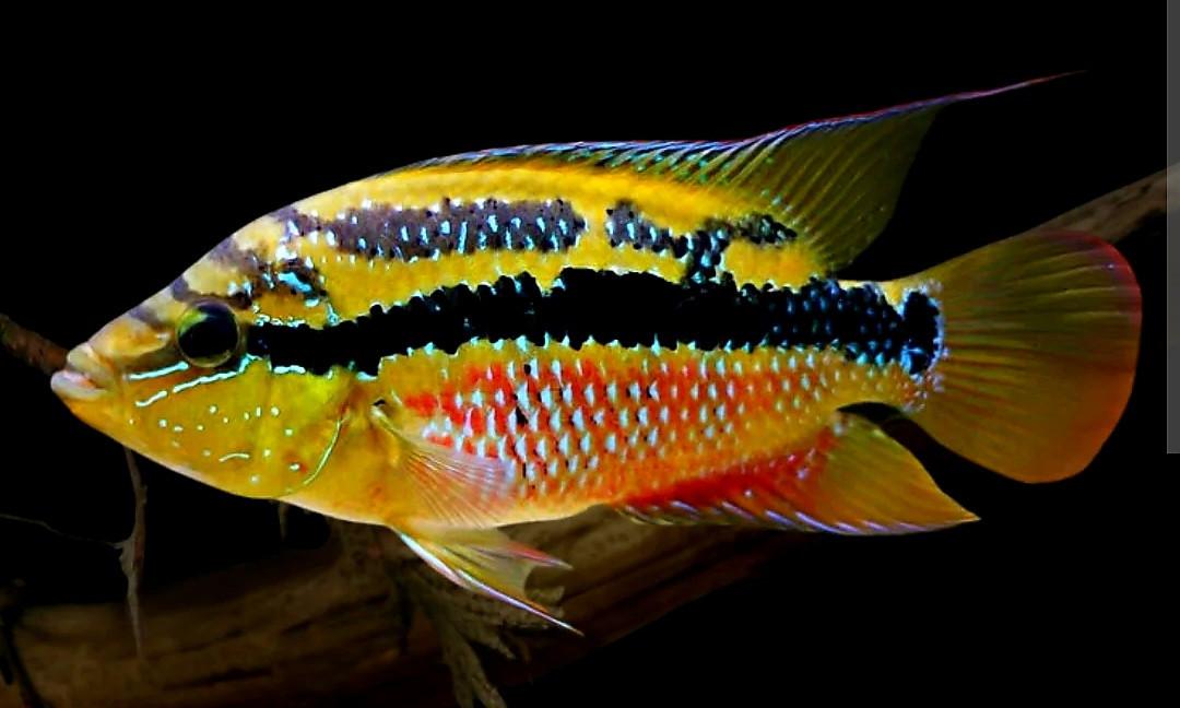 Mooi jong koppeltje Salvini cichliden