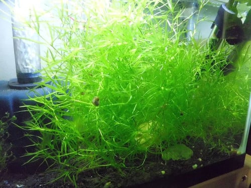 Guppy grass/ Najas Guadalupensis
