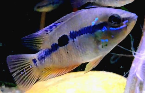 Jonge cichliden