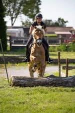 Te lease/ te koop (of verzorgster)  lieve 19 jarige haflinger merrie