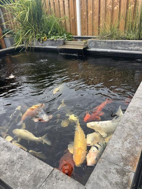 Koi vissen