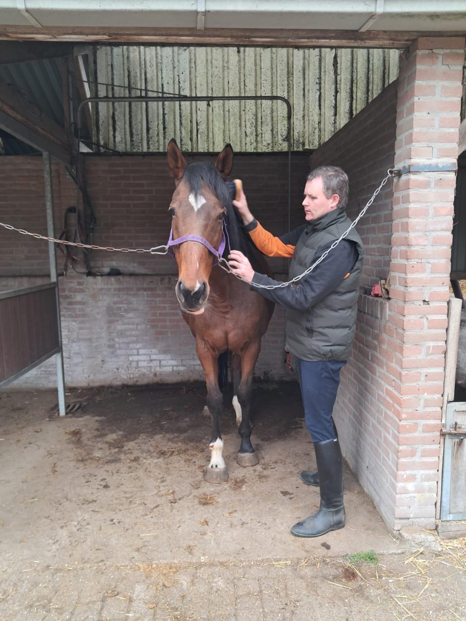 Verzorg paard gezocht