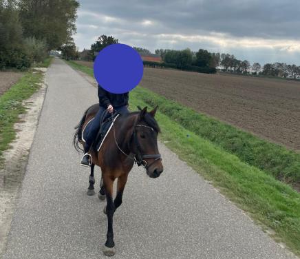 Leuke E pony te koop