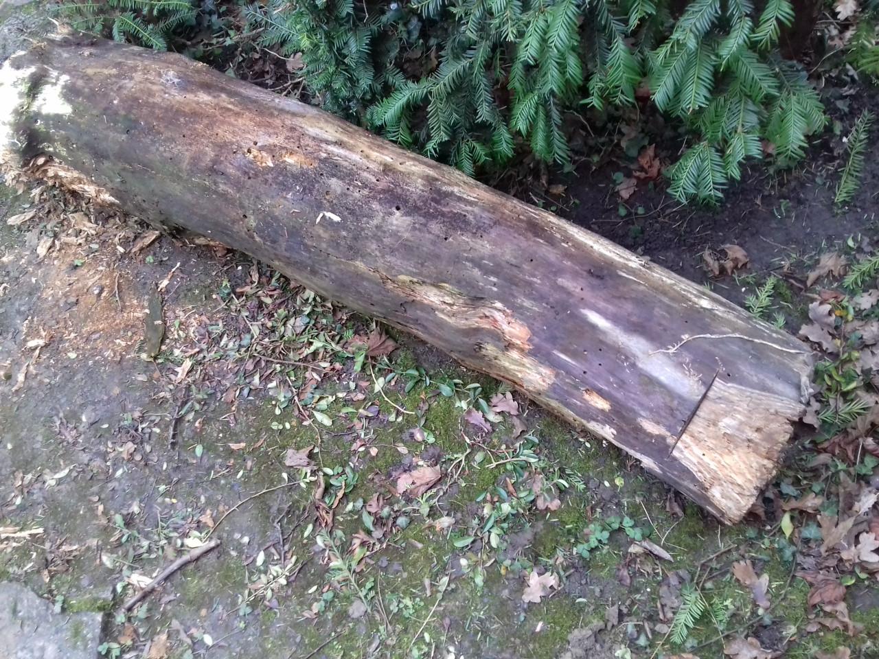 Boomstam 33 x 175 cm