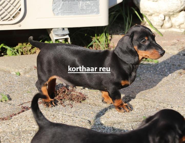 Dwerg Teckel pups