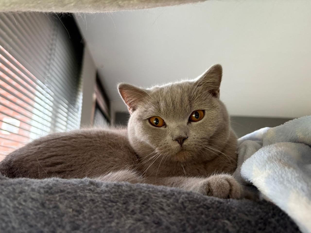 Britse korthaar 7,5 maand