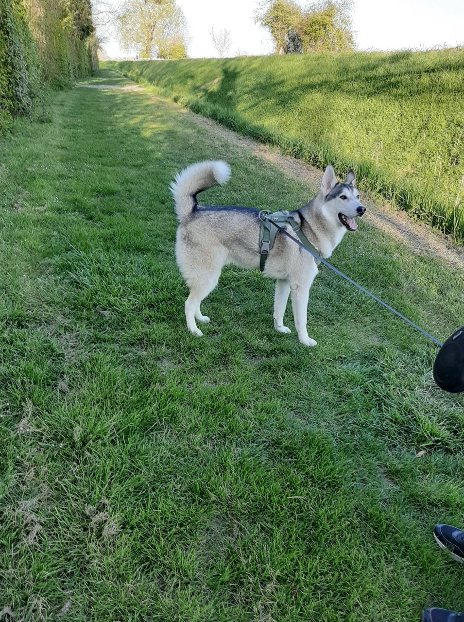 Siberische Husky