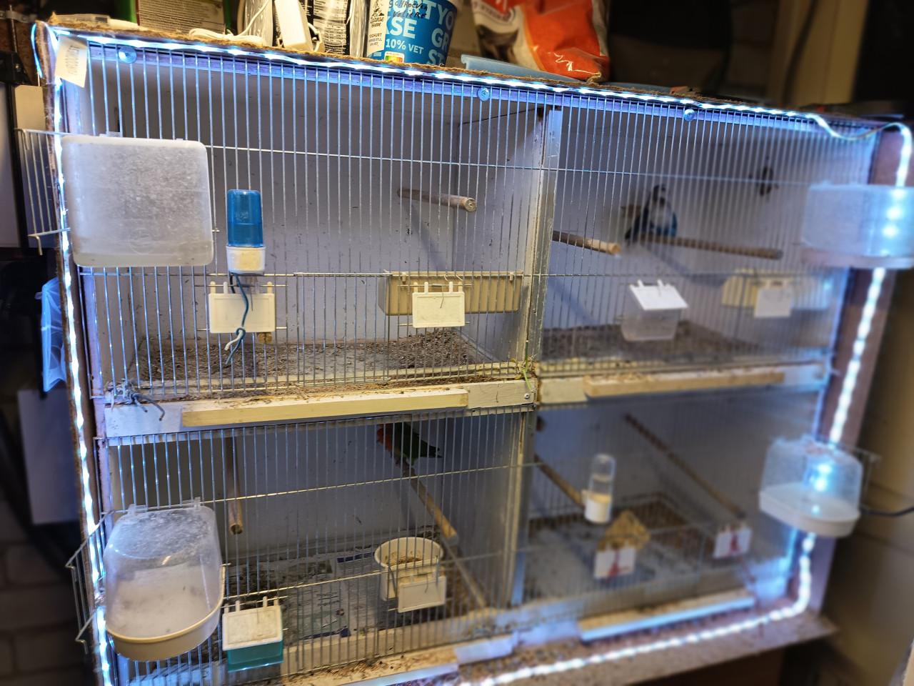 8 agapornissen met kooi en alle toebehoren