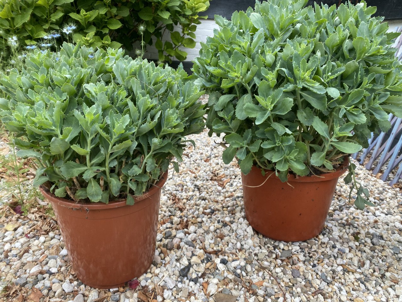Sedum herbstfreude planten