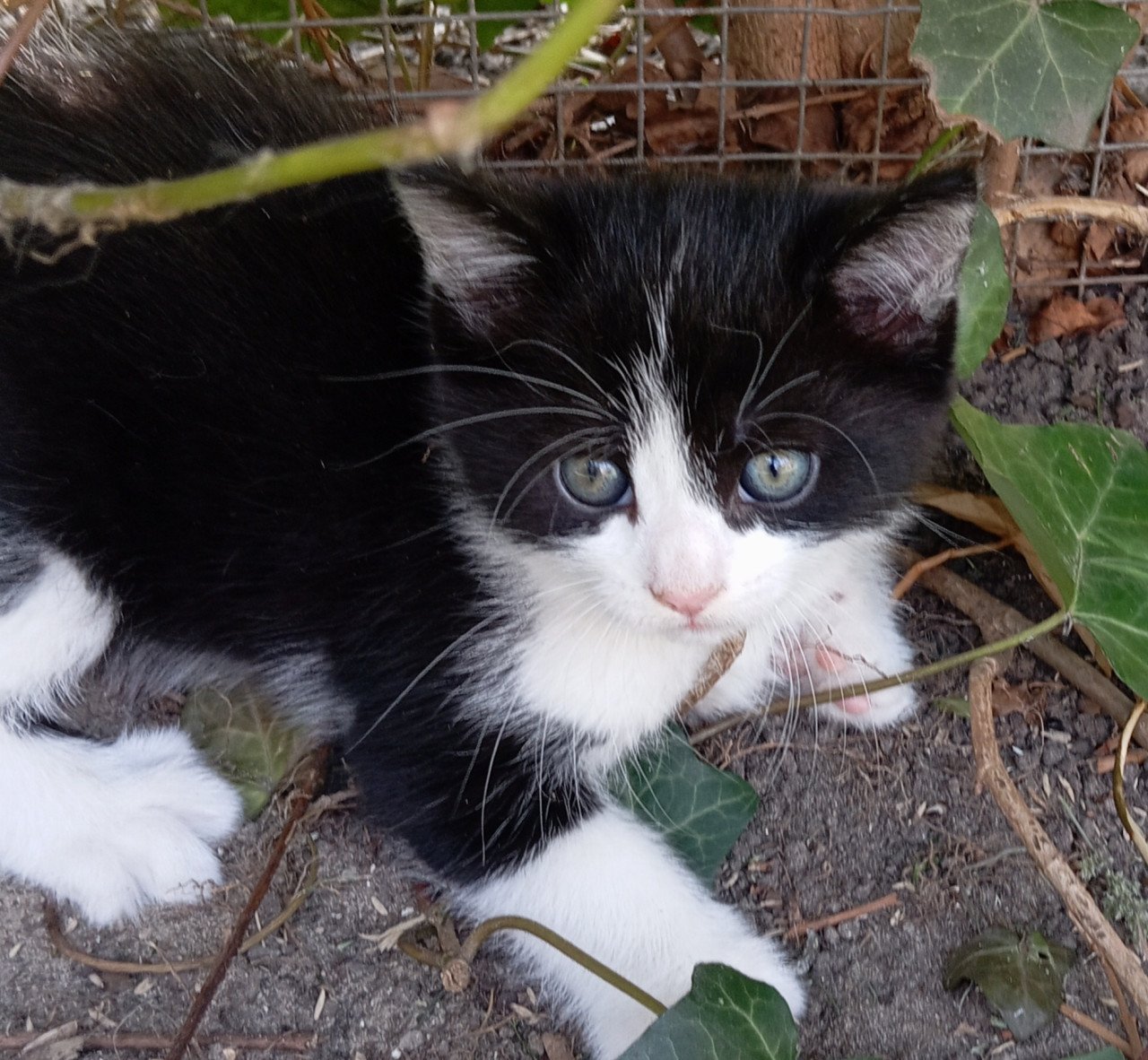 Kittens half langhaar zwart-wit