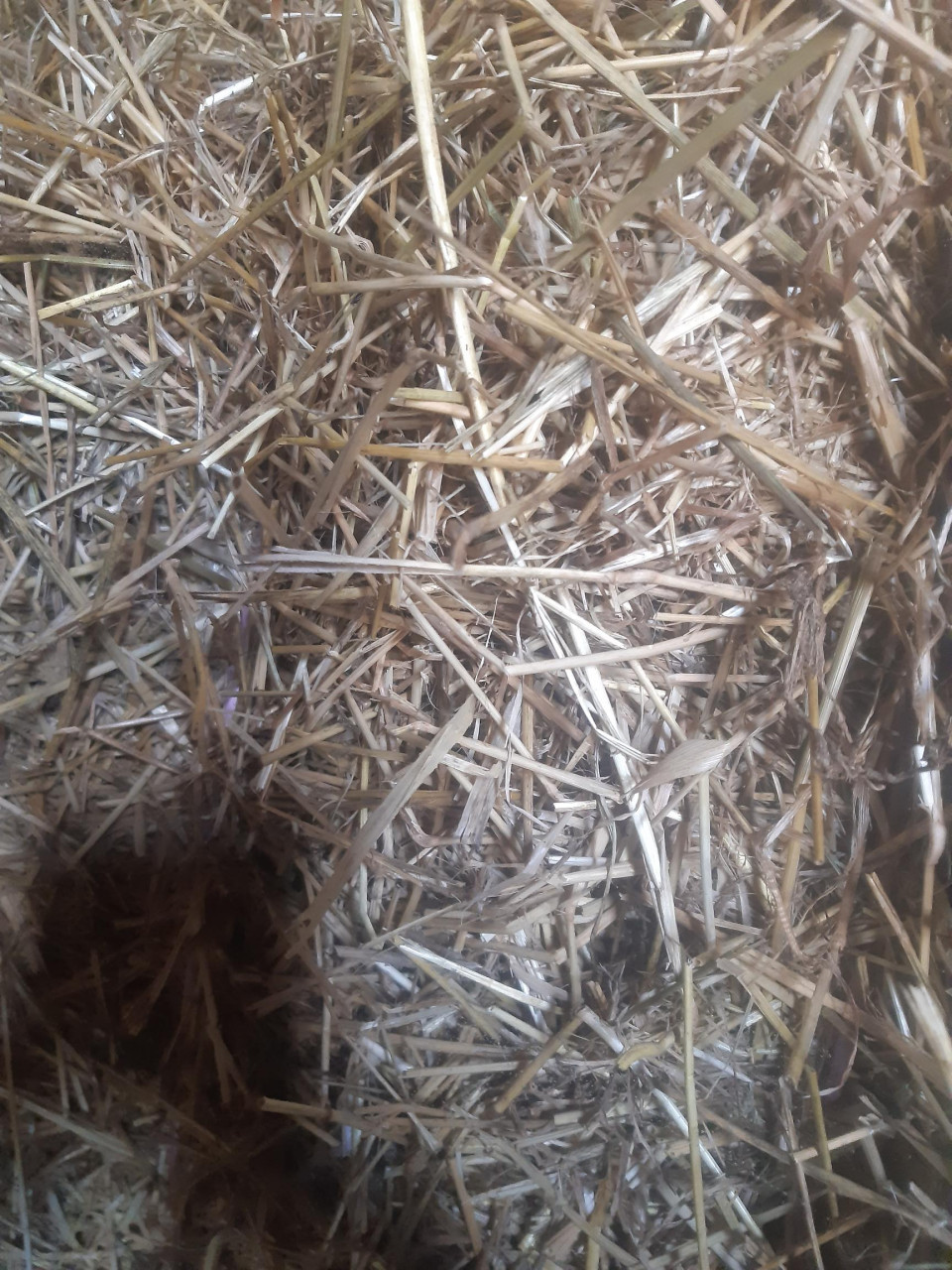 Graszaadhooi