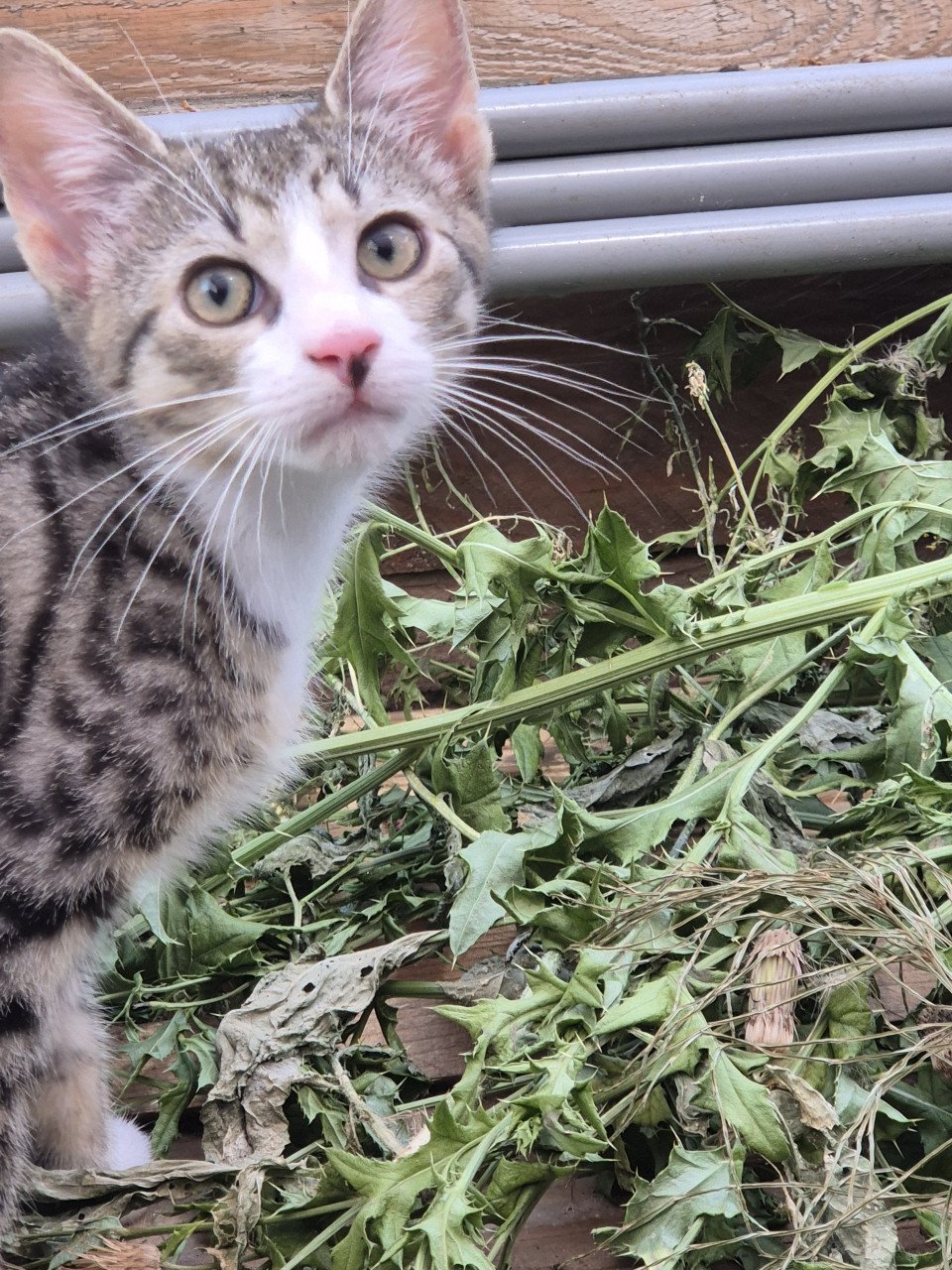Lieve en zeer goed verzorgde HTK-KITTENS