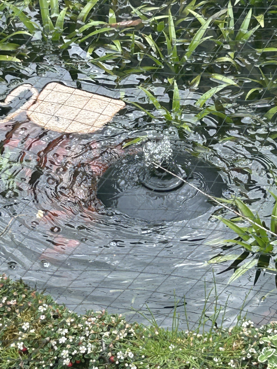 Te koop velda floating 2500 drijvend filter voor vijvers tot 5000 liter