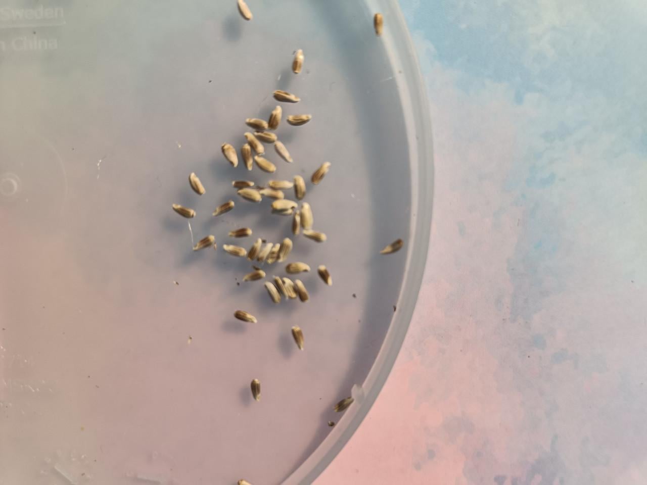 Zaden gewoon knoopkruid - Centaurea Jacea BIO