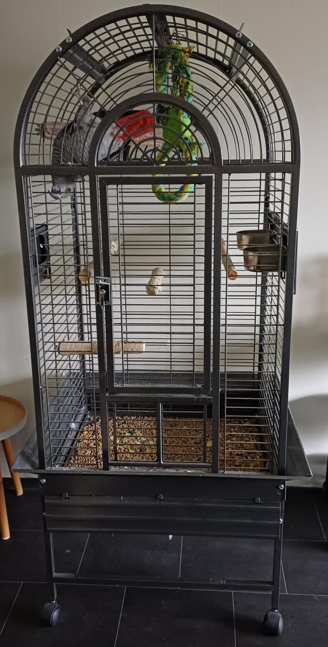 Tamme pratende grijze roodstaart papagaai met kooi.