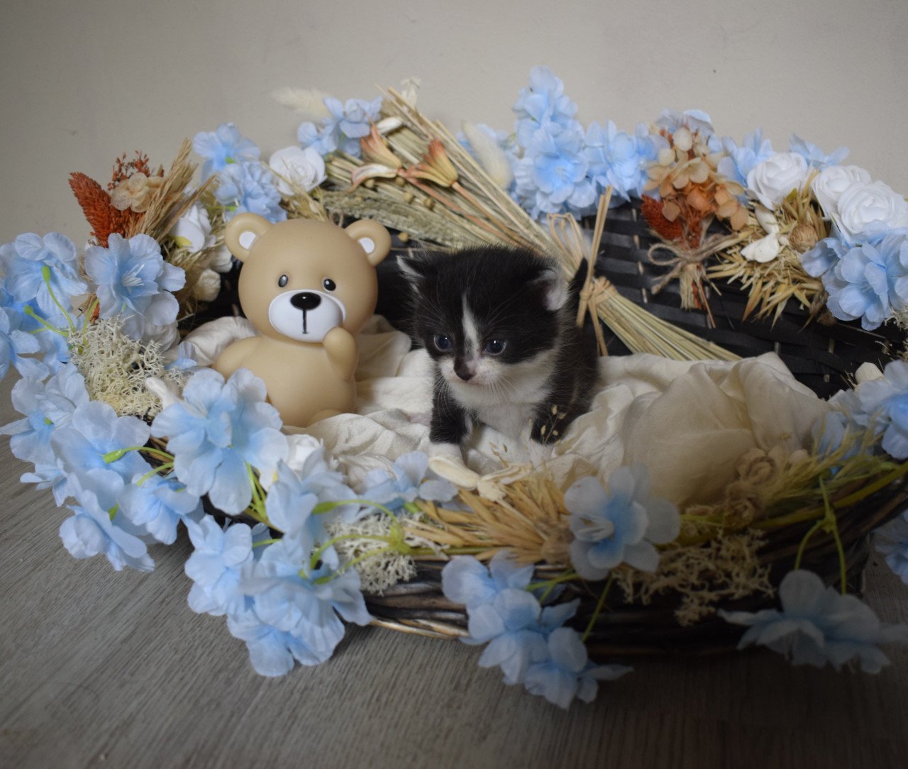 3 lieve kittens zoeken 3 sterren mandje