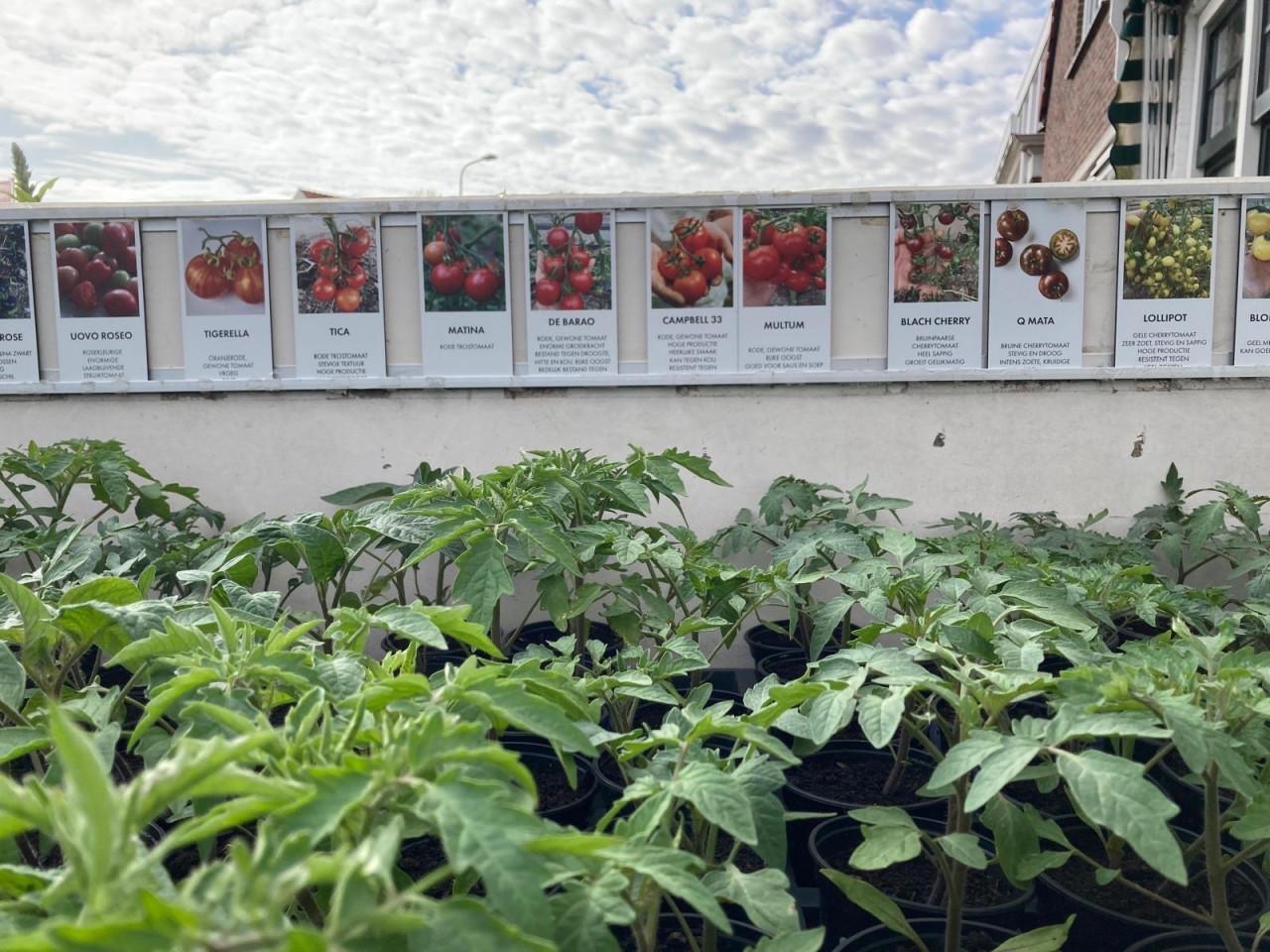 Tomatenplanten 30 soorten