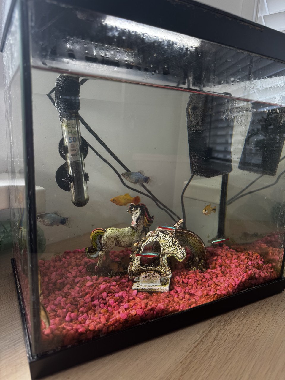 Vissen Aquarium