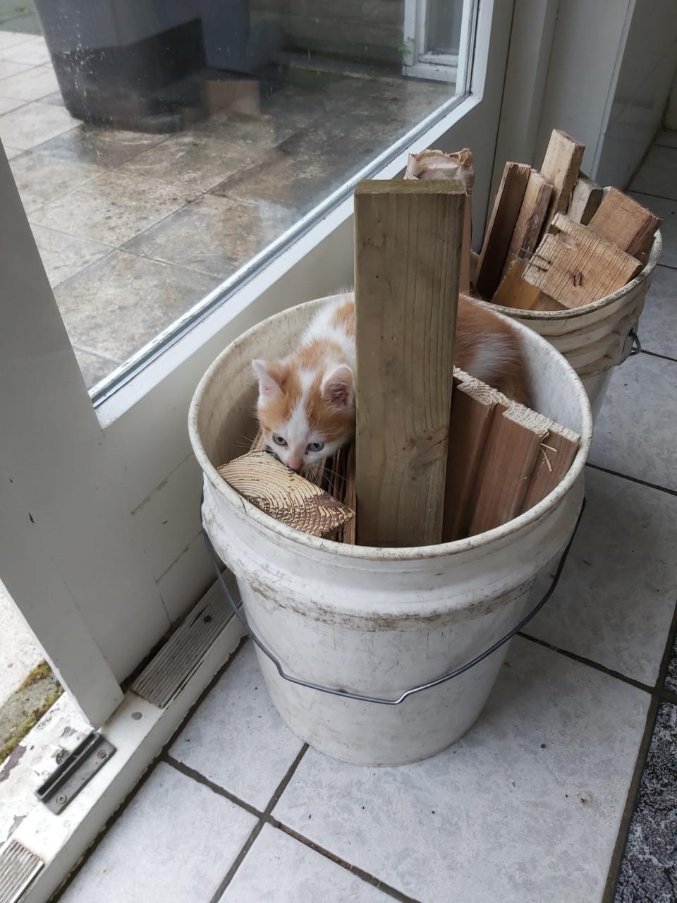 Kitten