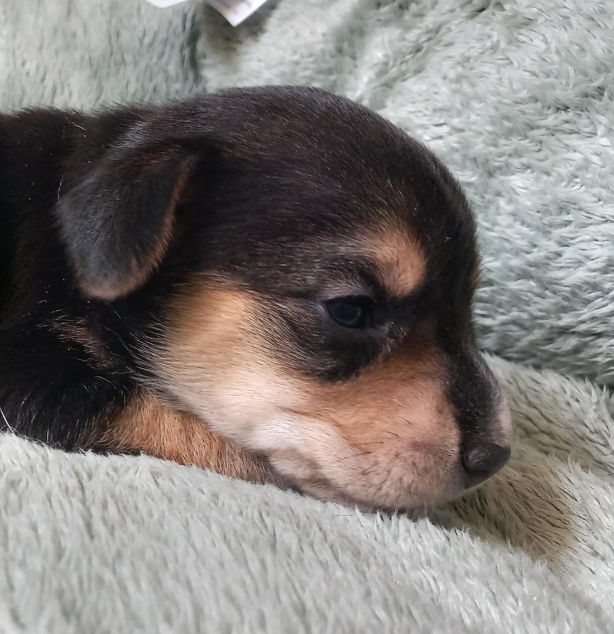 Jack russel x Teckel
