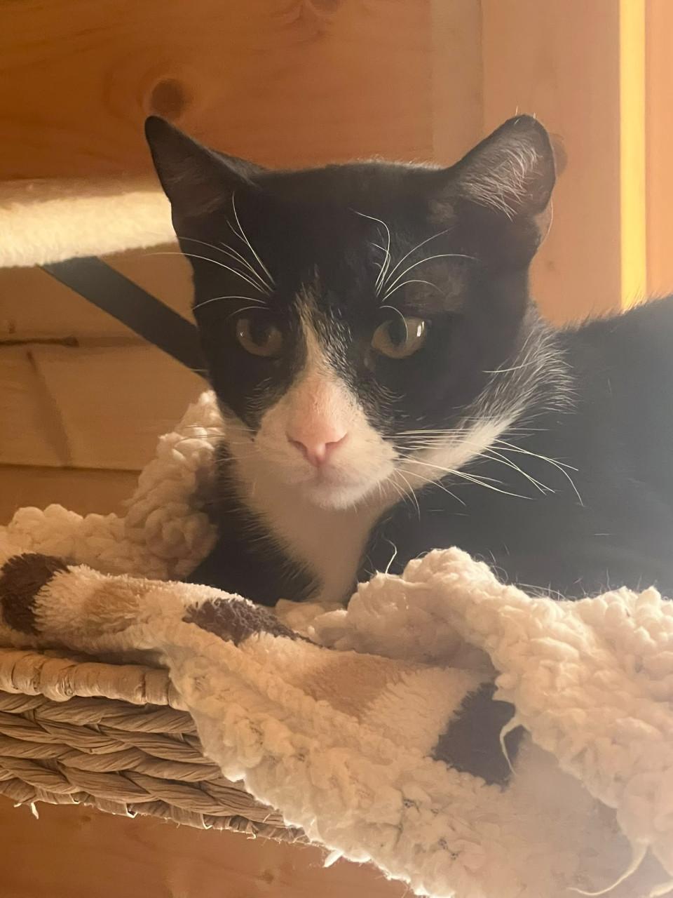 Deze 3 katten zoeken hun forever home!