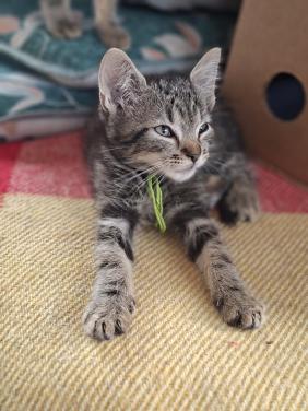 Lieve kittens